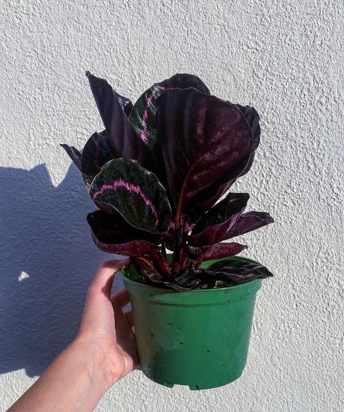 Dottie Calathea Roseopicta ( Jungle Velvet Dottie ) Rare And Beautiful Prayer Plant 
